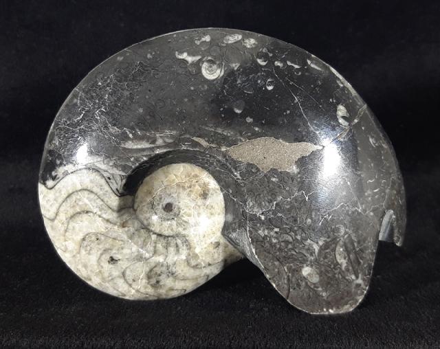 Manticoceras sp. HYATT 1884 - Bild &copy; FossNet FossilienStore